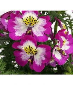 Bauernorchidee 18 Bauernorchidee -Gartenbedarf Angebote 8815367 PR DE 002 SchizanthusT12DehnerExpressHerzig