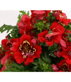 Bauernorchidee 19 Bauernorchidee -Gartenbedarf Angebote 8815367 PR DE 003 SchizanthusT12DehnerExpressHerzig