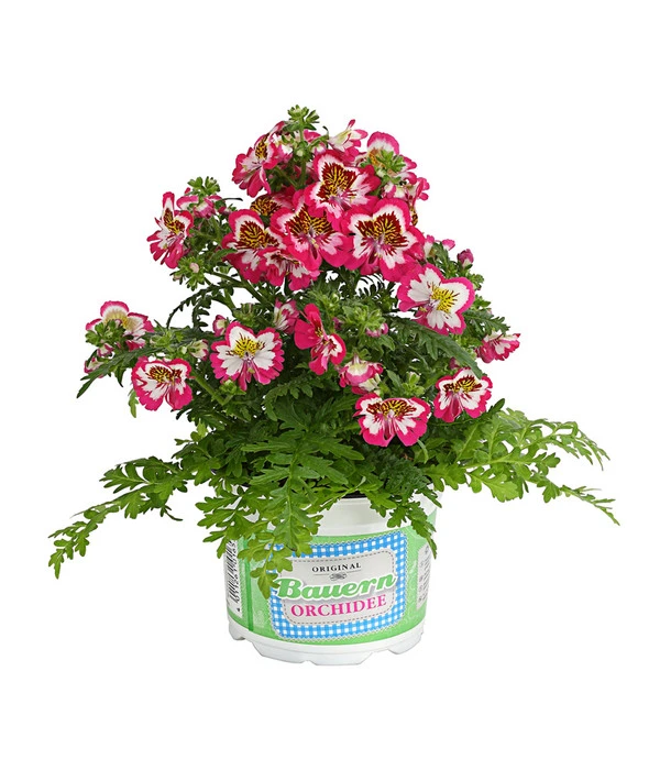 Bauernorchidee 3 Bauernorchidee