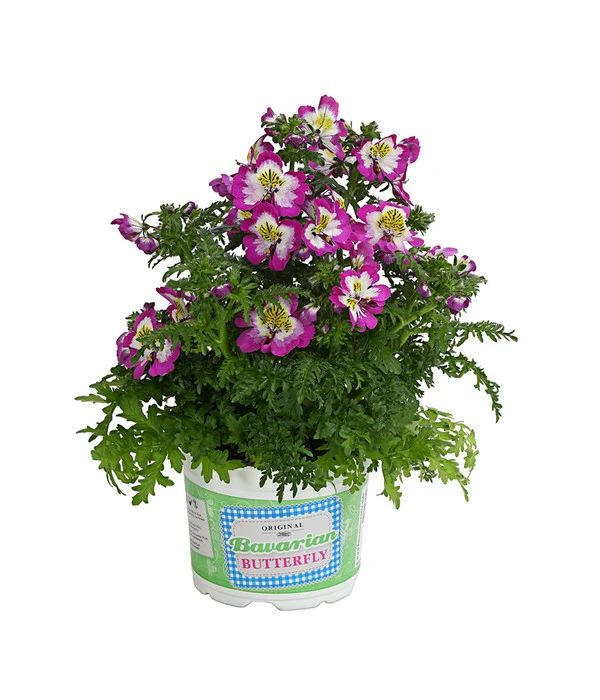 Bauernorchidee 4 Bauernorchidee – Bild 2