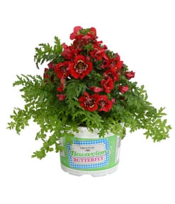 Bauernorchidee 13 Bauernorchidee -Gartenbedarf Angebote 8815367 PR FS 003 SchizanthusT12DehnerExpressHerzig