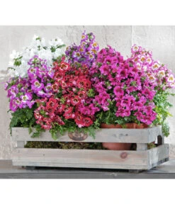 Bauernorchidee 14 Bauernorchidee -Gartenbedarf Angebote 8815367 PR MO 002 SchizanthusT12BL18NEUUveSauer