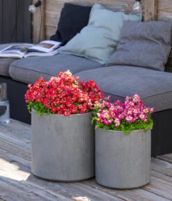 Bauernorchidee 16 Bauernorchidee -Gartenbedarf Angebote 8815367 WE MO 001 Bauernorchidee