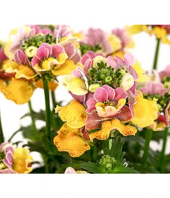 Elfenspiegel, Verschiedene Sorten -Gartenbedarf Angebote 8815888 PR DE 001 NemesiaElfenspiegelT11DehnerExpressHerzig