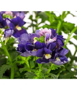 Elfenspiegel, Verschiedene Sorten -Gartenbedarf Angebote 8815888 PR DE 002 NemesiaElfenspiegelT11DehnerExpressHerzig