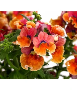 Elfenspiegel, Verschiedene Sorten -Gartenbedarf Angebote 8815888 PR DE 003 NemesiaElfenspiegelT11DehnerExpressHerzig