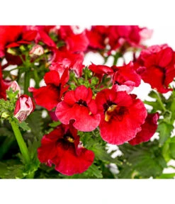 Elfenspiegel, Verschiedene Sorten -Gartenbedarf Angebote 8815888 PR DE 004 NemesiaElfenspiegelT11DehnerExpressHerzig