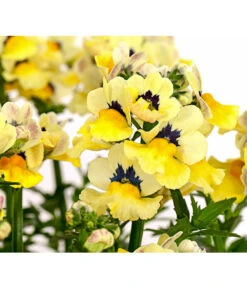 Elfenspiegel, Verschiedene Sorten -Gartenbedarf Angebote 8815888 PR DE 005 NemesiaElfenspiegelT11DehnerExpressHerzig