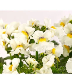 Elfenspiegel, Verschiedene Sorten -Gartenbedarf Angebote 8815888 PR DE 006 NemesiaElfenspiegelT11DehnerExpressHerzig