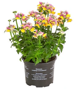 Elfenspiegel, Verschiedene Sorten -Gartenbedarf Angebote 8815888 PR FS 001 NemesiaElfenspiegelT11DehnerExpressHerzig