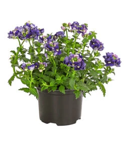 Elfenspiegel, Verschiedene Sorten -Gartenbedarf Angebote 8815888 PR FS 002 NemesiaElfenspiegelT11DehnerExpressHerzig