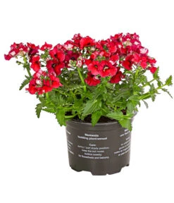 Elfenspiegel, Verschiedene Sorten -Gartenbedarf Angebote 8815888 PR FS 004 NemesiaElfenspiegelT11DehnerExpressHerzig