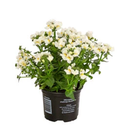 Elfenspiegel, Verschiedene Sorten -Gartenbedarf Angebote 8815888 PR FS 006 NemesiaElfenspiegelT11DehnerExpressHerzig