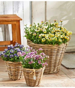 Elfenspiegel, Verschiedene Sorten -Gartenbedarf Angebote 8815888 PR MO 001 NemesiaBL18NeuUveSauer