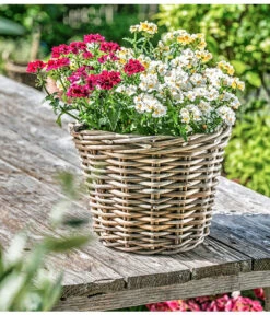 Elfenspiegel, Verschiedene Sorten -Gartenbedarf Angebote 8815888 PR MO 014 NemesiaElfenspiegelherzig