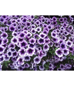 Hängepetunie, Besonderheit, Verschiedene Sorten -Gartenbedarf Angebote 8816118 PR DE 001 HaengepetunieGeadert
