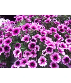 Hängepetunie, Besonderheit, Verschiedene Sorten -Gartenbedarf Angebote 8816118 WE DE 002 HaengepetunieGeadertPink