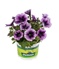 Hängepetunie, Besonderheit, Verschiedene Sorten -Gartenbedarf Angebote 8816118 WE FS 001 HaengepetunieBesonderheitenPetunieT12DehnerExpressEvaWunderlich
