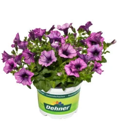 Hängepetunie, Besonderheit, Verschiedene Sorten -Gartenbedarf Angebote 8816118 WE FS 002 HaengepetunieBesonderheitenPetunieT12DehnerExpressEvaWunderlich