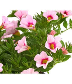 Minihängepetunie 'Rosenauge' 9 Minihängepetunie 'Rosenauge' -Gartenbedarf Angebote 8816639 WE DE 001 MinihaengepetunieCalibrachoaHybrideMixT12OWDehnerExpressHerzig