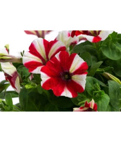 Petunie Im Pottburri®-Topf, Verschiedene Sorten 11 Petunie Im Pottburri®-Topf, Verschiedene Sorten -Gartenbedarf Angebote 8820789 WE DE 001 PetunieT13