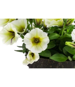Petunie Im Pottburri®-Topf, Verschiedene Sorten 12 Petunie Im Pottburri®-Topf, Verschiedene Sorten -Gartenbedarf Angebote 8820789 WE DE 002 PetunieT13