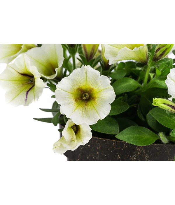 Petunie Im Pottburri®-Topf, Verschiedene Sorten 7 Petunie Im Pottburri®-Topf, Verschiedene Sorten – Bild 5