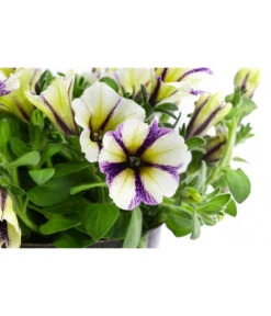 Petunie Im Pottburri®-Topf, Verschiedene Sorten 13 Petunie Im Pottburri®-Topf, Verschiedene Sorten -Gartenbedarf Angebote 8820789 WE DE 003 PetunieT13