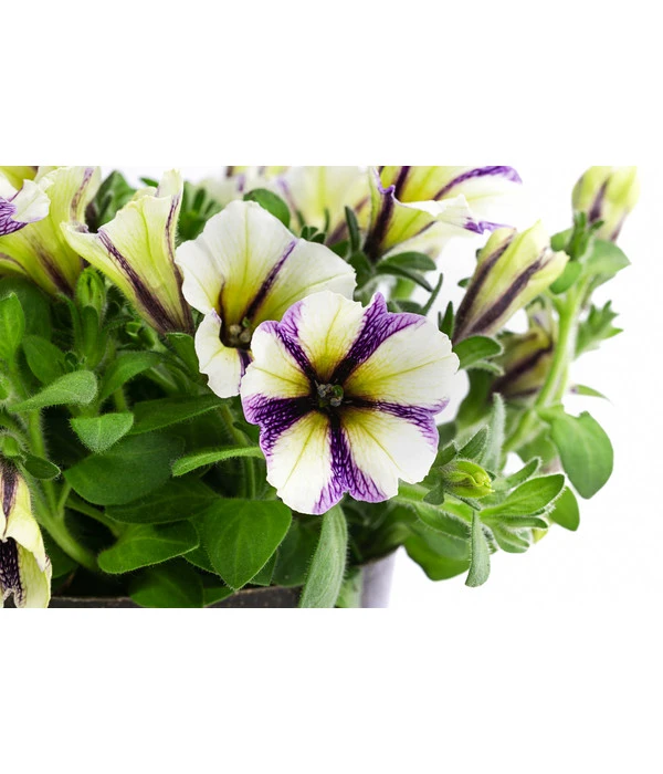 Petunie Im Pottburri®-Topf, Verschiedene Sorten 8 Petunie Im Pottburri®-Topf, Verschiedene Sorten – Bild 6