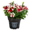Petunie Im Pottburri®-Topf, Verschiedene Sorten 1 Petunie Im Pottburri®-Topf, Verschiedene Sorten -Gartenbedarf Angebote 8820789 WE FS 001 PetunieT13