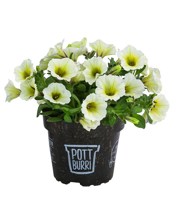 Petunie Im Pottburri®-Topf, Verschiedene Sorten 4 Petunie Im Pottburri®-Topf, Verschiedene Sorten – Bild 2
