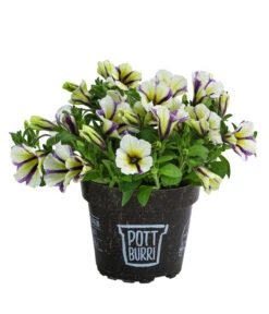 Petunie Im Pottburri®-Topf, Verschiedene Sorten 10 Petunie Im Pottburri®-Topf, Verschiedene Sorten -Gartenbedarf Angebote 8820789 WE FS 003 PetunieT13