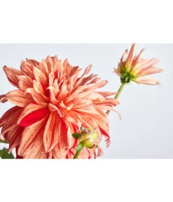 Dehner Premium Dahlie -Gartenbedarf Angebote 8822462 PR DE 001 DahliaHybridePremiumT25DehnerExpressZS