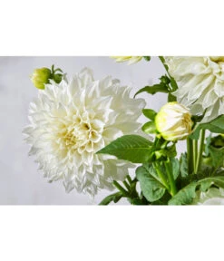 Dehner Premium Dahlie -Gartenbedarf Angebote 8822462 PR DE 057 DahlienPremiumT26UveSauer