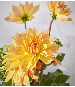 Dehner Premium Dahlie -Gartenbedarf Angebote 8822462 PR DE 062 DahlienPremiumT26UveSauer