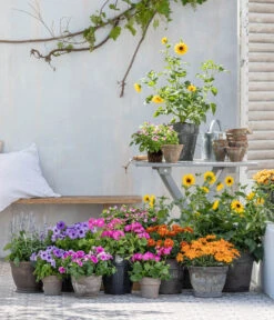 Bauernorchidee 15 Bauernorchidee -Gartenbedarf Angebote 8823122 WE MO 001 HelianthusT14