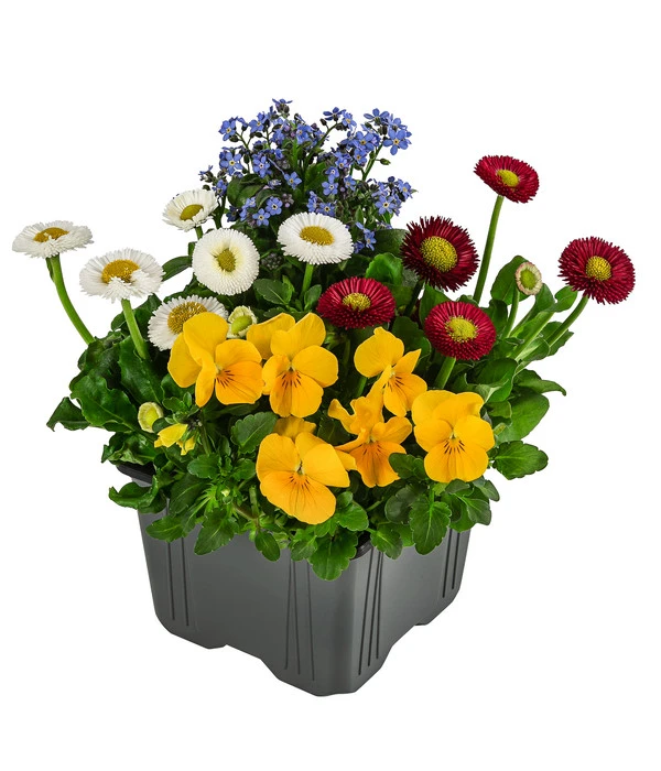 Frühlings-Quattro 3 Frühlings-Quattro