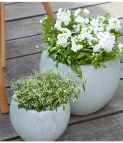 Levkoje, Verschiedene Sorten -Gartenbedarf Angebote 8826083 8823155 PR MO 001 LevkojeMatthiolaEuphorbiaDiamondFrostZauberschneeOlafSzcepaniak