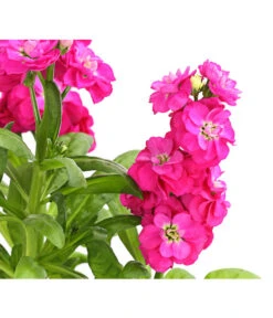 Levkoje, Verschiedene Sorten -Gartenbedarf Angebote 8826083 WE DE 001 MatthiolaLevkojeDehnerExpressHerzig