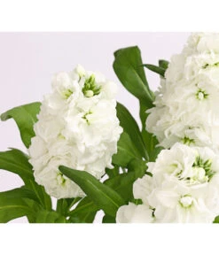 Levkoje, Verschiedene Sorten -Gartenbedarf Angebote 8826083 WE DE 002 MatthiolaLevkojeDehnerExpressHerzig