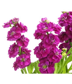 Levkoje, Verschiedene Sorten -Gartenbedarf Angebote 8826083 WE DE 003 MatthiolaLevkojeDehnerExpressHerzig