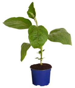 Bestseller -Gartenbedarf Angebote 8830051 WE FS 001 AubergineCarmenT12DehnerExpressZS