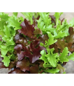 Bio Schnittsalat Im Pottburri®-Topf -Gartenbedarf Angebote 8830309 WE FS 001 BioPBSchnittsalat