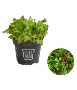 Bio Schnittsalat Im Pottburri®-Topf