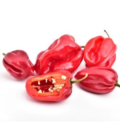 Chili 'Habanero', Rot -Gartenbedarf Angebote 8830333 WE FS 001 ChiliHabaneroRot