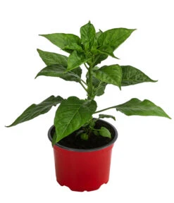Chili 'Habanero', Rot -Gartenbedarf Angebote 8830333 WE FS 002 ChiliHabaneroRot
