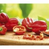 Chili 'Habanero', Rot -Gartenbedarf Angebote 8830333 WE MO 002 ChiliHabaneroRot