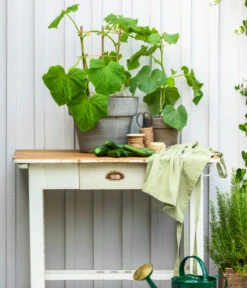 Schlangengurke -Gartenbedarf Angebote 8830663 WE MO 002 Gurke CucurbitaePepoZucchiniGruen