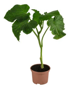 Schlangengurke -Gartenbedarf Angebote 8830788 WE FS 001 Schlangengurke