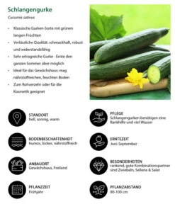 Schlangengurke -Gartenbedarf Angebote 8830788 WE IG 001 Schlangengurke